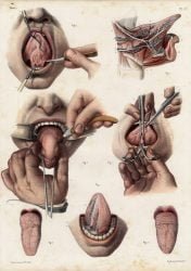 atlas-anatomia-humana-cirugia-02