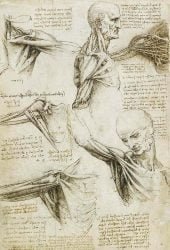 leonardo-da-vinci_anatomia_01