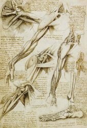 leonardo-da-vinci_anatomia_02