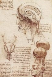 leonardo-da-vinci_anatomia_03