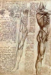 leonardo-da-vinci_anatomia_04