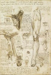 leonardo-da-vinci_anatomia_05