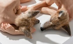 sam-jinks-cabeza-perro-02-2008