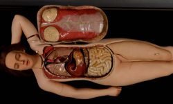 venus-anatomica-04
